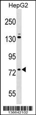 Anti-ZNF540 Rabbit Polyclonal Antibody