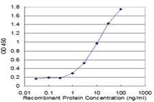 Anti-ACTR1A Mouse Monoclonal Antibody [clone: 3E5]