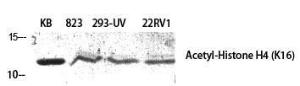 Antibody anti-histone H4 acetyl LYS16