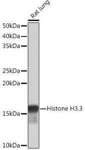 Antibody A306483-100 100 µl