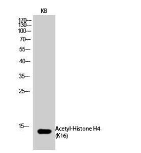 Antibody anti-histone H4 acetyl LYS16