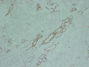 Immunohistochemical analysis of paraffin-embedded human Kidney using Anti-Claudin 7 Antibody