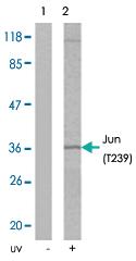 Anti-JUN Rabbit Polyclonal Antibody