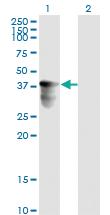 Anti-FRA10AC1 Mouse Monoclonal Antibody [clone: 2C4]