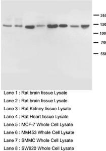 Anti-NOS2 Rabbit Polyclonal Antibody