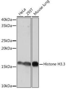 Antibody A306483-100 100 µl