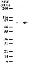 Anti-MRE11A Rabbit Polyclonal Antibody