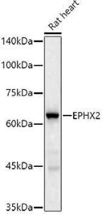 Western blot analysis of extracts of Rat heart, using Anti-EPHX2 Antibody [ARC2895] (A307925) at 1:500 dilution