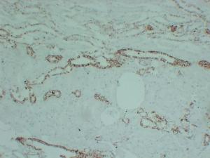 Immunohistochemical analysis of paraffin-embedded human Kidney using Anti-Claudin 7 Antibody