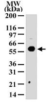 Anti-HDAC1 Rabbit Polyclonal Antibody