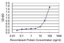 Anti-GBP2 Polyclonal Antibody Pair