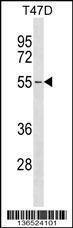 Anti-ERGIC2 Rabbit Polyclonal Antibody (APC (Allophycocyanin))