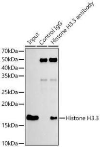 Antibody A306483-100 100 µl