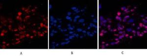 Antibody anti-histone H4 acetyl LYS16