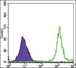 Anti-PARP1 Mouse Monoclonal Antibody [clone: 7A10]