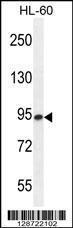 Anti-ENASE Rabbit Polyclonal Antibody (AP (Alkaline Phosphatase))