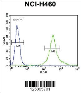 Anti-LPPR4 Rabbit Polyclonal Antibody