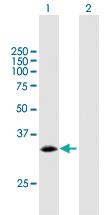 Anti-PCNA Mouse Polyclonal Antibody