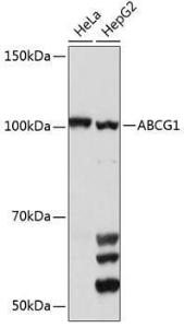 Western blot analysis of extracts of various cell lines, using Anti-ABCG1 Antibody (A11743) at 1:1,000 dilution