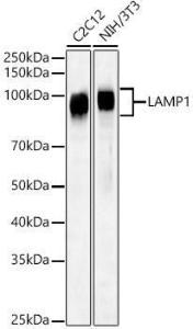 Western blot analysis of various lysates, using Anti-LAMP1 Antibody (A309397) at 1:500 dilution The secondary antibody was Goat Anti-Rabbit IgG H&L Antibody (HRP) at 1:10,000 dilution Lysates/proteins were present at 25 µg per lane