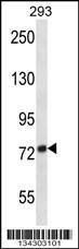 Anti-ADAM32 Rabbit Polyclonal Antibody (FITC (Fluorescein Isothiocyanate))