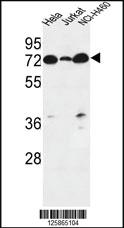 Anti-LPPR4 Rabbit Polyclonal Antibody