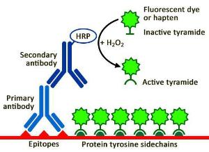 Ready-to-use tyramide amplification buffer, 1X