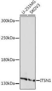 Western blot analysis of extracts of various cell lines, using Anti-Intersectin 1 Antibody (A306486) at 1:10,000 dilution Lysates/proteins were present at 25 µg per lane