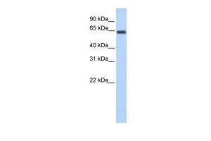 Antibody used in WB on Human Heart at 0.2-1 µg/ml.