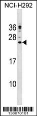 Anti-CAMP Rabbit Polyclonal Antibody