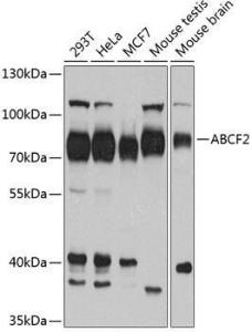 Western blot analysis of extracts of various cell lines, using Anti-ABCF2 Antibody (A11745) at 1:1,000 dilution