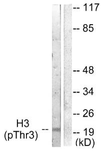 Western blot analysis of lysates from HUVEC cells treated with Serum 20% 30' using Anti-Histone H3 (phospho Thr3) Antibody. The right hand lane represents a negative control, where the antibody is blocked by the immunising peptide