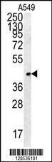 Anti-FSTL1 Rabbit Polyclonal Antibody (Biotin)