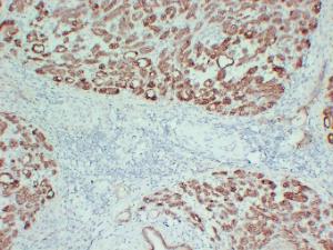 Anti-Claudin 4 Mouse Monoclonal Antibody [clone: ABT-CLD4]