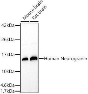 Anti-Neurogranin Rabbit Polyclonal Antibody