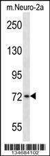 Anti-PLK3 Rabbit Polyclonal Antibody