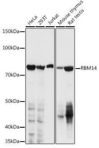 Western blot analysis of extracts of various cell lines, using Anti-RBM14 Antibody (A11747) at 1:1,000 dilution. The secondary antibody was Goat Anti-Rabbit IgG H&L Antibody (HRP) at 1:10,000 dilution.