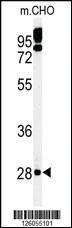 Anti-PTPLB Rabbit Polyclonal Antibody