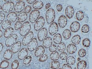 Antibody anti-claudin 3 ABT-CLD3 100 µl