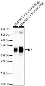 Western blot analysis of variou