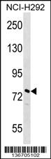 Anti-NOLC1 Rabbit Polyclonal Antibody