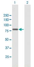 Anti-ZNF263 Mouse Polyclonal Antibody