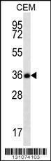 Anti-FSTL3 Rabbit Polyclonal Antibody (APC (Allophycocyanin))