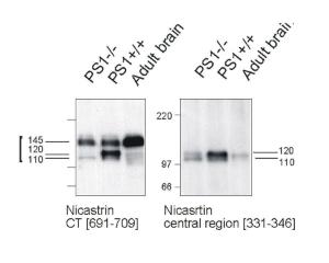 Western Immunoblotting with nicastrin central region antibody of mouse Nicastrin protein in PS1-deficient cell line and adult mouse brain (right panel) in comparison with BSENC-terminal Nicastrin antibody (BSENR-1684-500). Membrane proteins were prepared and loaded as 20 µg protein per lane.