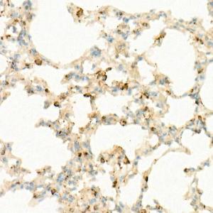 Immunohistochemistry analysis of paraffin-embedded mouse lung using Anti-IL-7 Antibody [ARC57481] (A305542) at a dilution of 1:100 (40x lens) Perform high pressure antigen retrieval with 10 mM citrate buffer pH 60 before commencing with IHC staining protocol