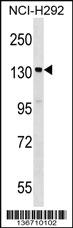 Anti-SIPA1 Rabbit Polyclonal Antibody