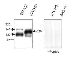 Western Immunoblotting with nicastrin N-terminal domain antibody (BSENR-1686-500) of mouse and human Nicastrin protein in embryonic mouse brain and a human cell line (SHSY5Y). Membrane proteins were loaded as 20 µg protein per lane. Immunizing peptide absorption removed antibody reactivity.