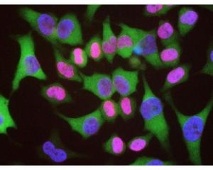 HeLa cells stained with BSENR-1697-100 (red), and counterstained with  monoclonal antibody to HSP27 (BSENM-1692-100). The Lamin A/C antibody reveals strong nuclear lamina staining, while the HSP27 antibody reveals strong cytoplasmic staining. The blue stain reveals DNA in the nuclei of these cells.