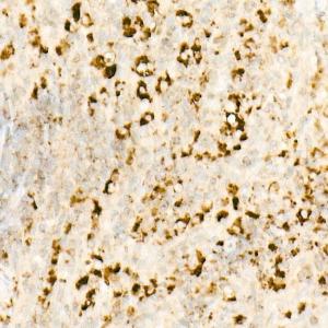 Immunohistochemistry analysis of paraffin-embedded rat spleen using Anti-IL-7 Antibody [ARC57481] (A305542) at a dilution of 1:100 (40x lens) Perform high pressure antigen retrieval with 10 mM citrate buffer pH 60 before commencing with IHC staining protocol