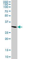 Anti-SFXN2 Mouse Polyclonal Antibody